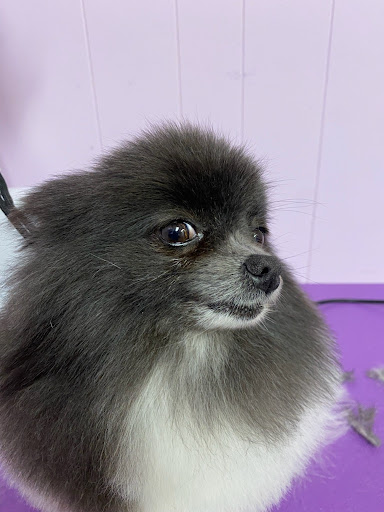 LOVING CARE KENNELS AND PET SPAW - Thumbnail