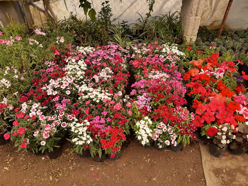 Vivero Mi pequeño paraíso