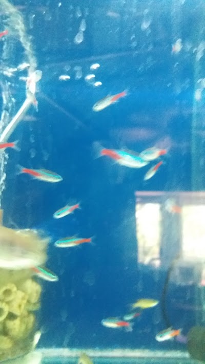 Photos of Spitskop Aquarium & Pets