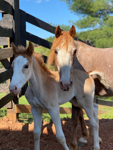 Tryon Equine Mobile