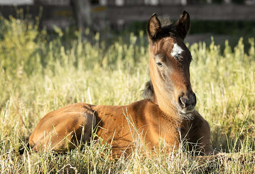 Reiterhof Fam.Bebber Lubmin - Thumbnail