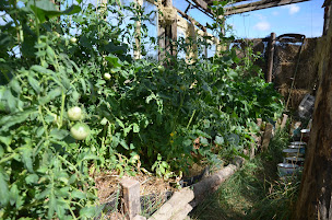 Photo n°6 de Le Safran de LAUNAY à Soussac (Ferme à visiter)