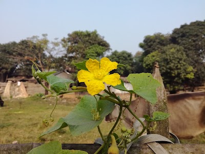 Photos of Bengal Foundation
