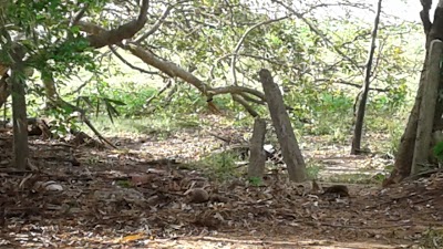Photos of Lidawewa Temple