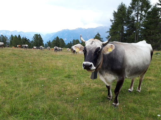 Malga Colo Gallery - Italy