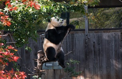 Giant Panda Cam