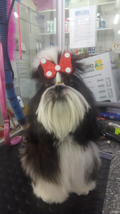 Photos of Karol Pet