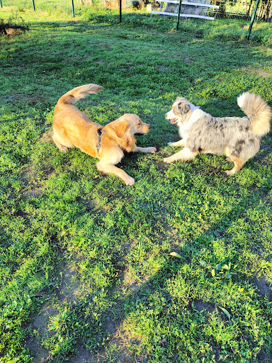 Pension chiens Domaine du grand large - Thumbnail