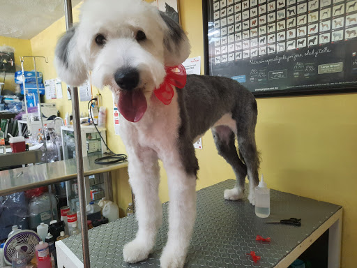 Clínica Veterinaria CAT