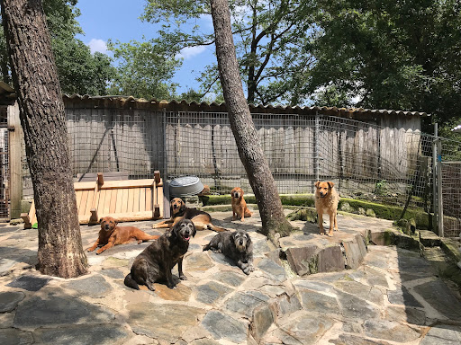 Amigos de los Perros de Carballo