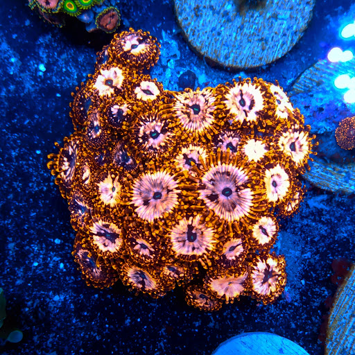 California Reef - Thumbnail