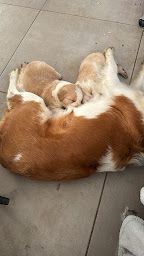 Photo n°38 de Chez Rafale et Rebelle à Ibigny (Éleveur de chats)