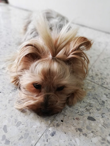 Mundo Canino La Paz