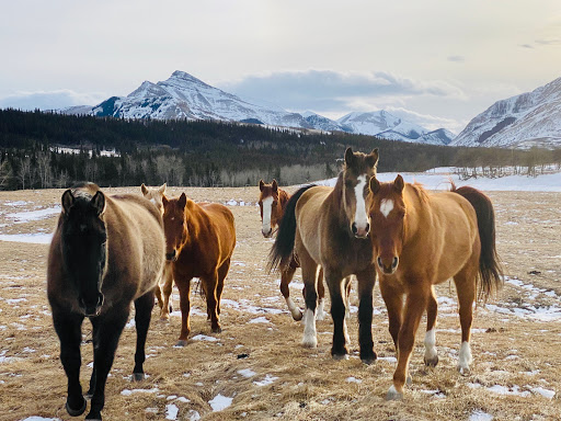 Thanksgiving Ranch - Visual