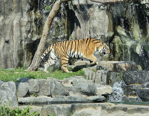 Seoul Zoo - Thumbnail