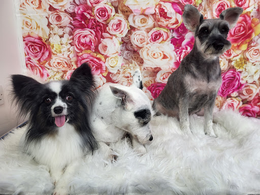 Tail and Chase Dog Grooming Logo