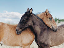 Haras De Saint Augustin à Maureilhan