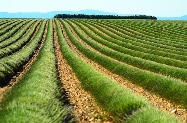 Plateau De Valensole