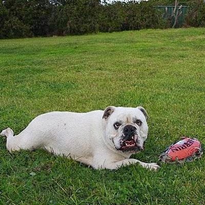 Photos of Portland Mutts 'N' Mogs