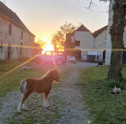 Photo n°8 de Domaine Pinsun à Laà-Mondrans (Éleveur de chevaux)