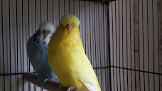 Pakistan Birds & Pets rawalpindi