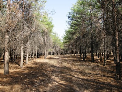 Photos of Bamou National Park