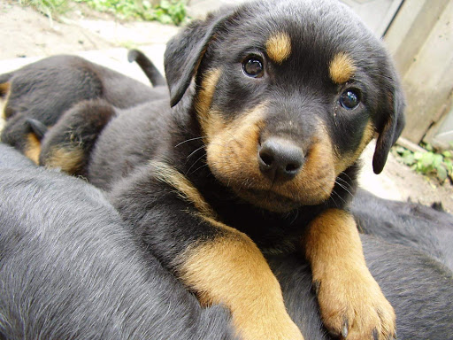 Servicio Veterinario Rottpast