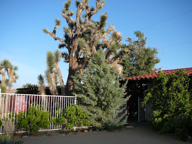 Joshua Tree Inn by null
