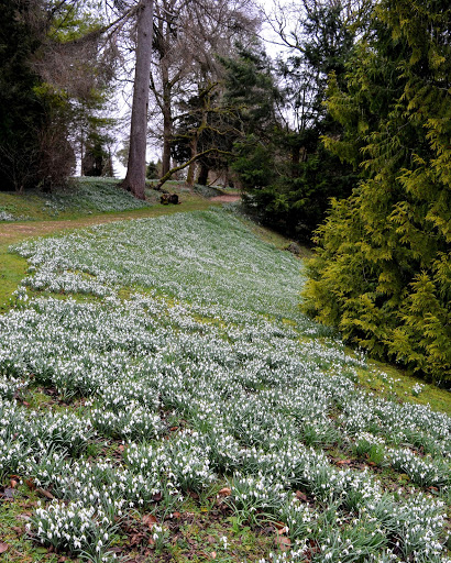 Colesbourne Gardens - Thumbnail