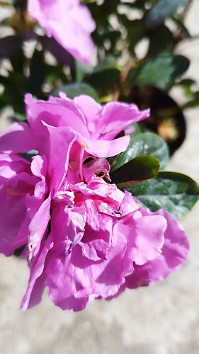 Opiniones de Vivero PARATI en Trinidad - Centro de jardinería