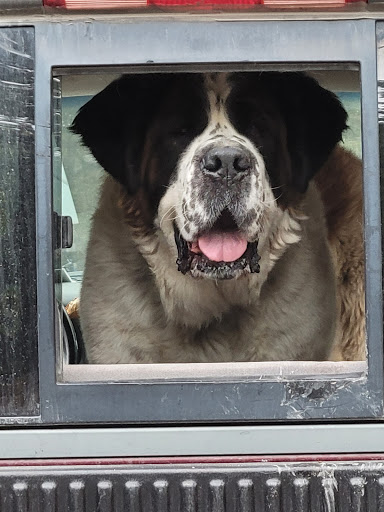Flathead County Animal Shelter - Thumbnail