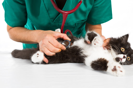 Clinica Veterinaria Città di Chiari - Thumbnail