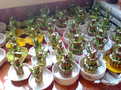 Photos of BRAC Nursery