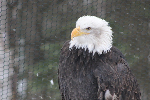 Bald Eagle Exhibit - Visual