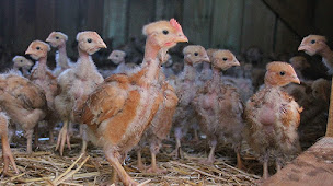 Photo n°3 de Ferme de Laruscade - Productrice de Poulets de Chair et Oeufs Bio à Laruscade (Ferme bio)