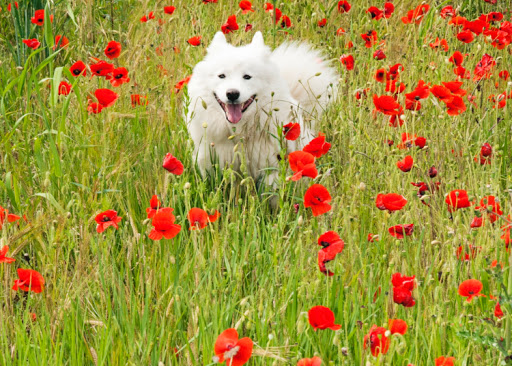 The Natural Pet Centre - Thumbnail