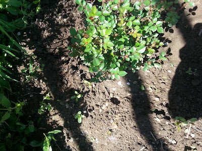 Photos of Pala's Garden