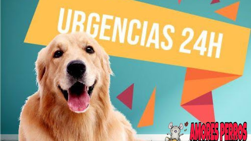 Amores Perros PET Grooming