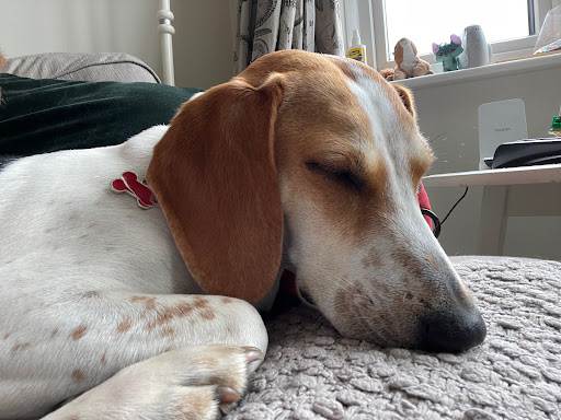 Nottingham Pet Care - Thumbnail