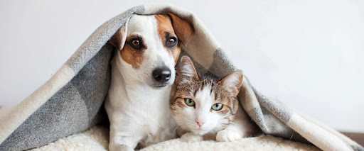Vet Delivery - Visual