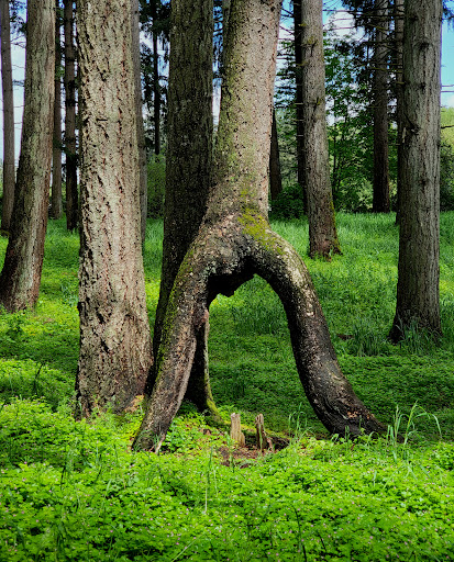 Grove of the States Gallery - United States