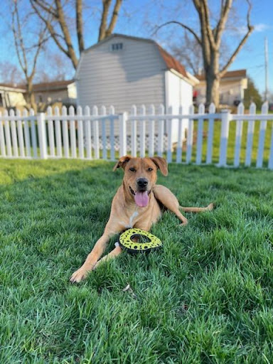 Solid Foundation Dog Training - Visual