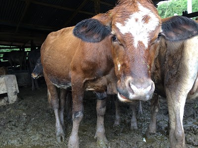 Photos of Finca la Llorona
