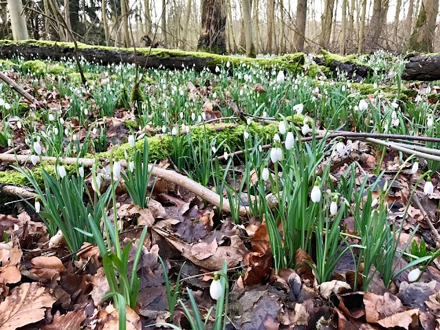 Amsterdam Forest