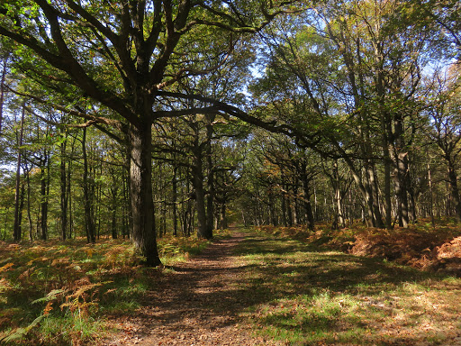 Forêt Domaniale de Rambouillet - Thumbnail