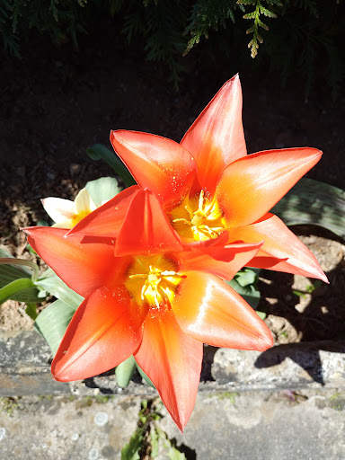 Mes fleurs - Thumbnail