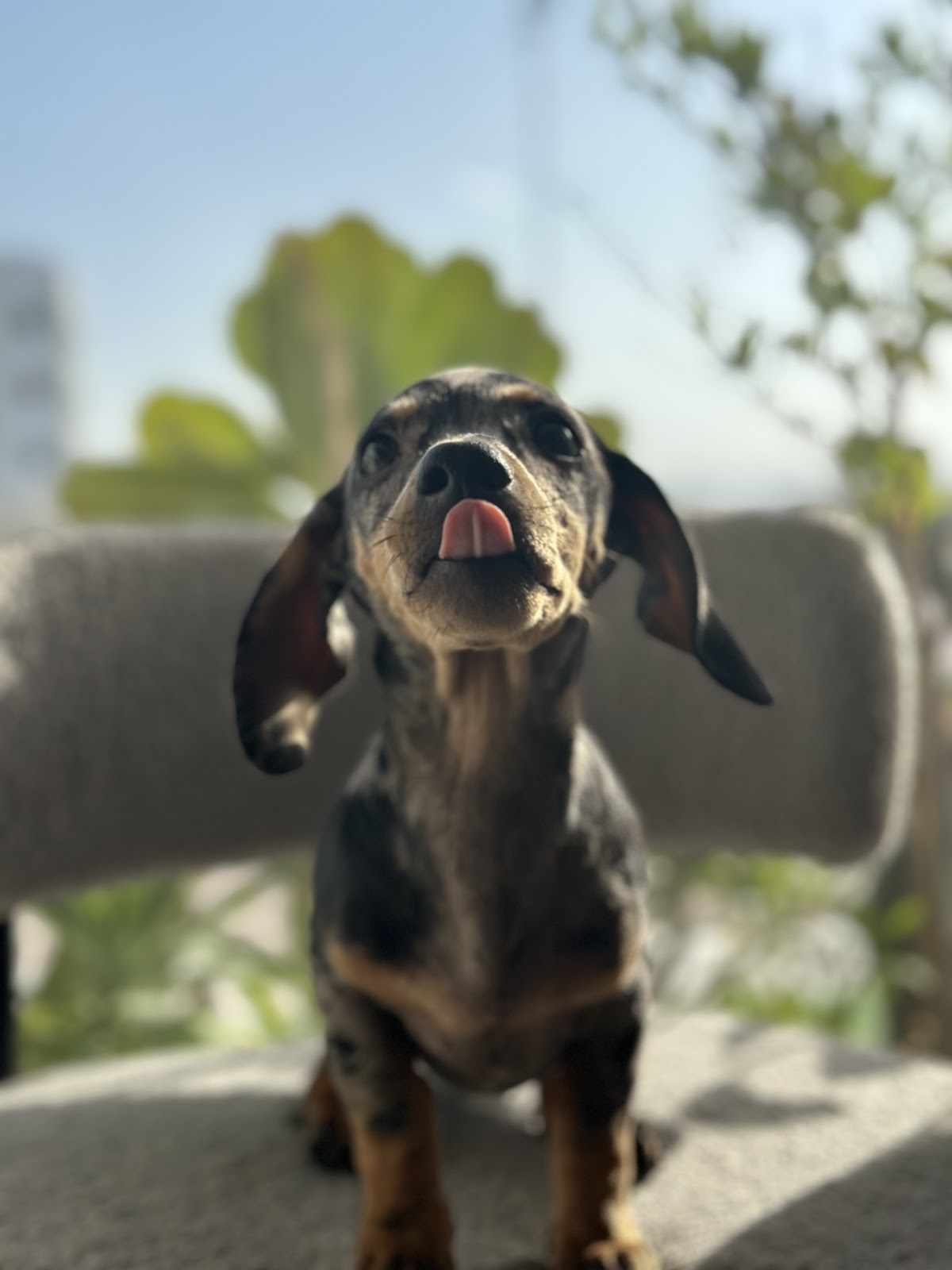 Tristan Veterinary Clinic - صورة 3