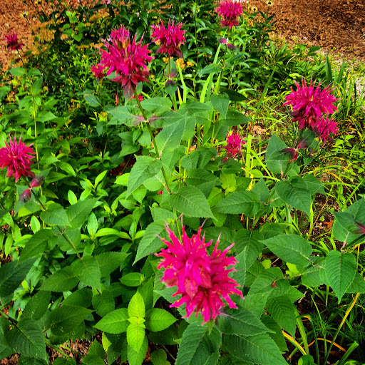 The Garden At Portridge - Thumbnail