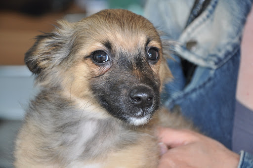 Clinica Veterinaria Città di Chiari