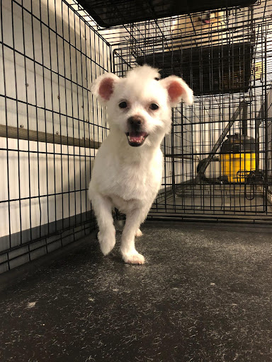 Dog Hair Everywhere Pet Grooming Gallery - United States